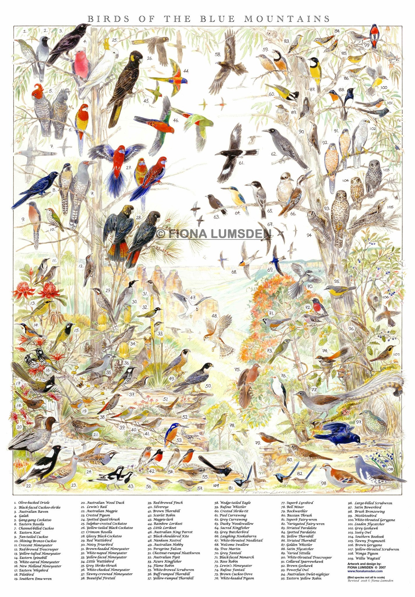 Birds of the Blue Mountains Guide Folded A4