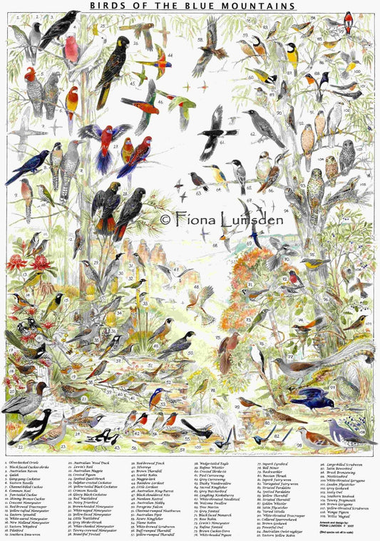 Birds of the Blue Mountains poster (Laminated)