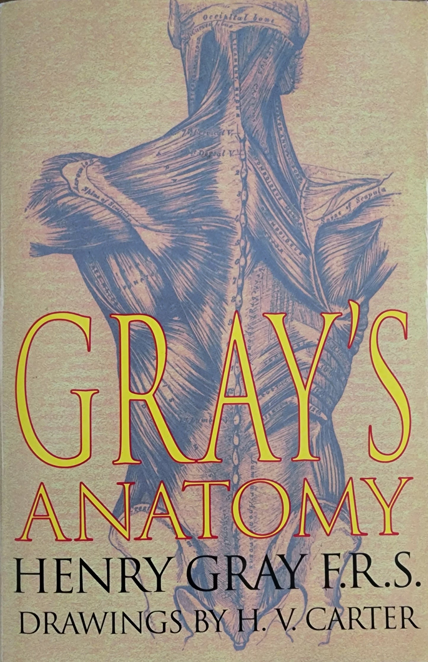 Gray's Anatomy