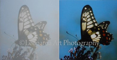 Blue Mountains Butterflies