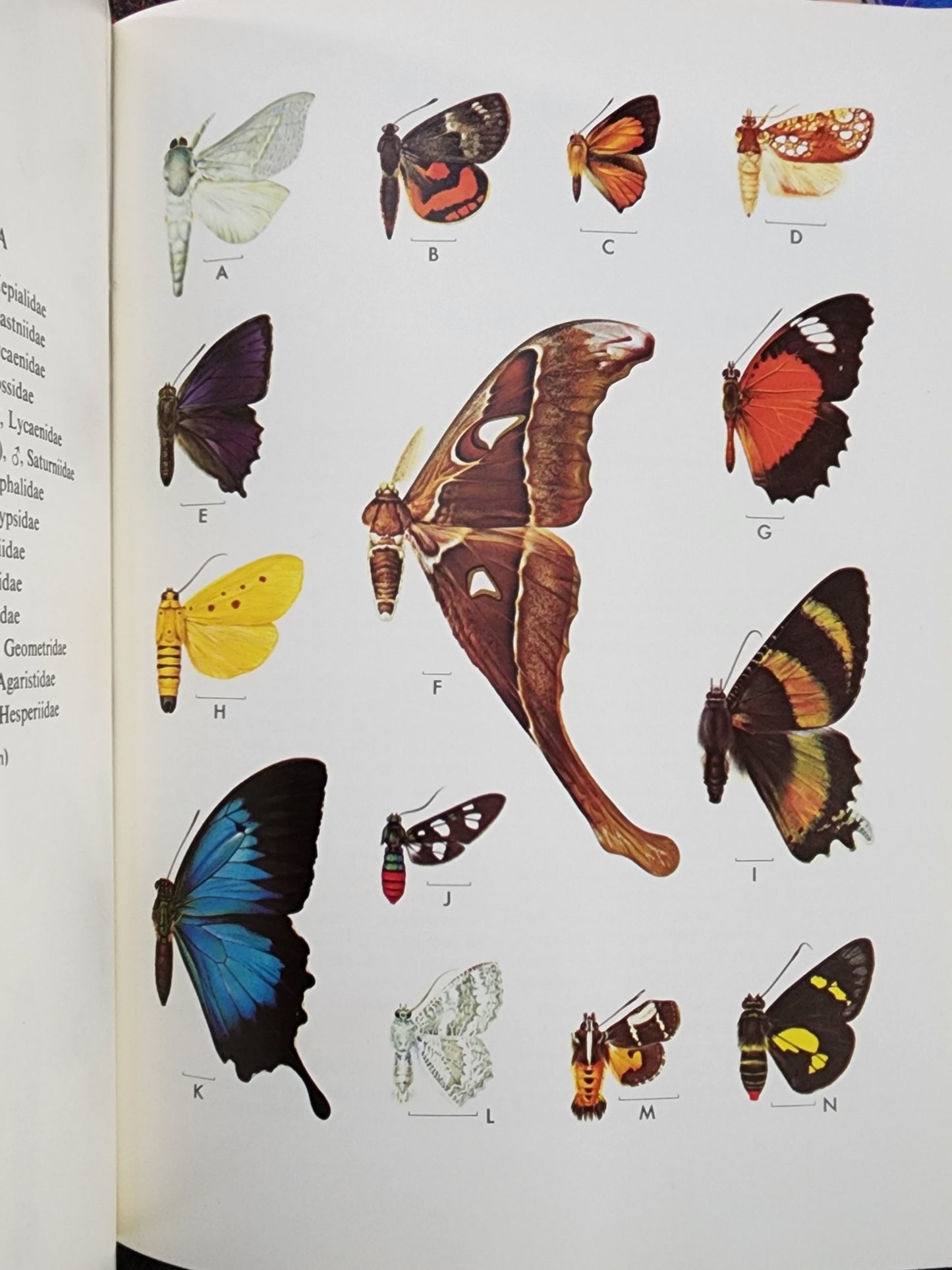 The Insects of Australia (1973) & Supplement (1974)