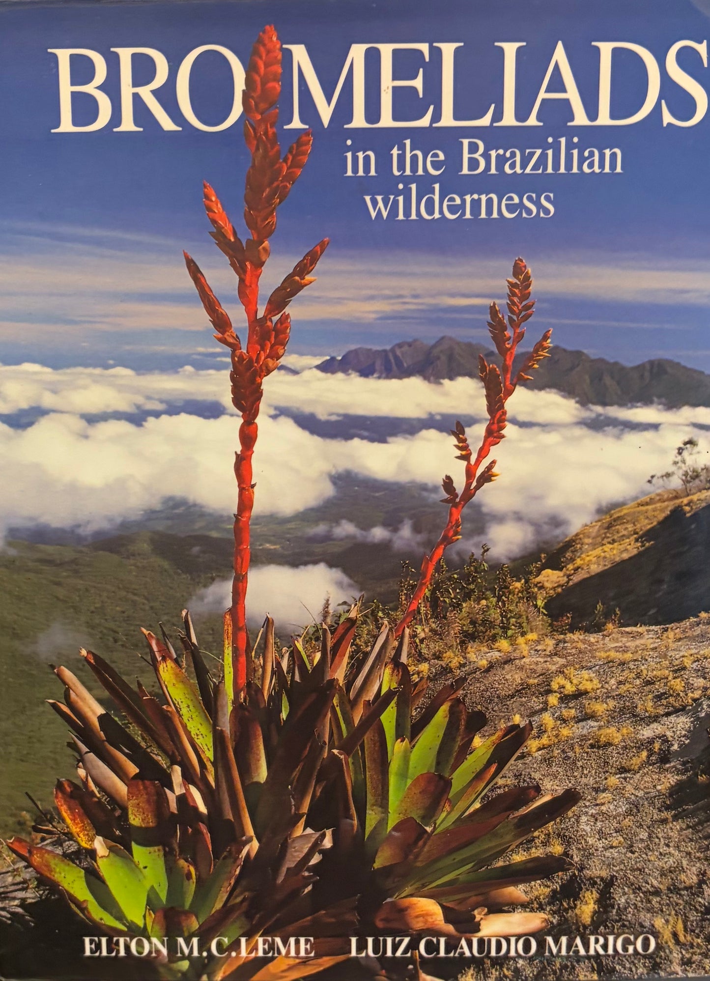 Bromeliads in the Brazilian Wilderness