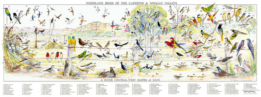 Woodland Birds of the Capertee & Wolgan Valleys poster (Laminated)