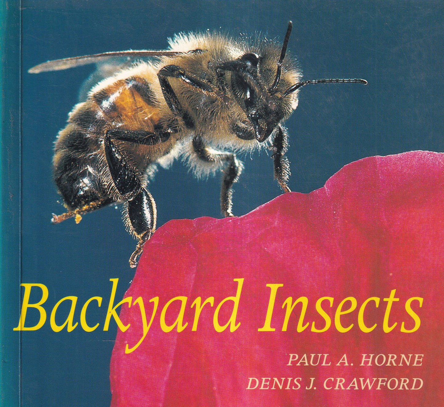 Backyard Insects
