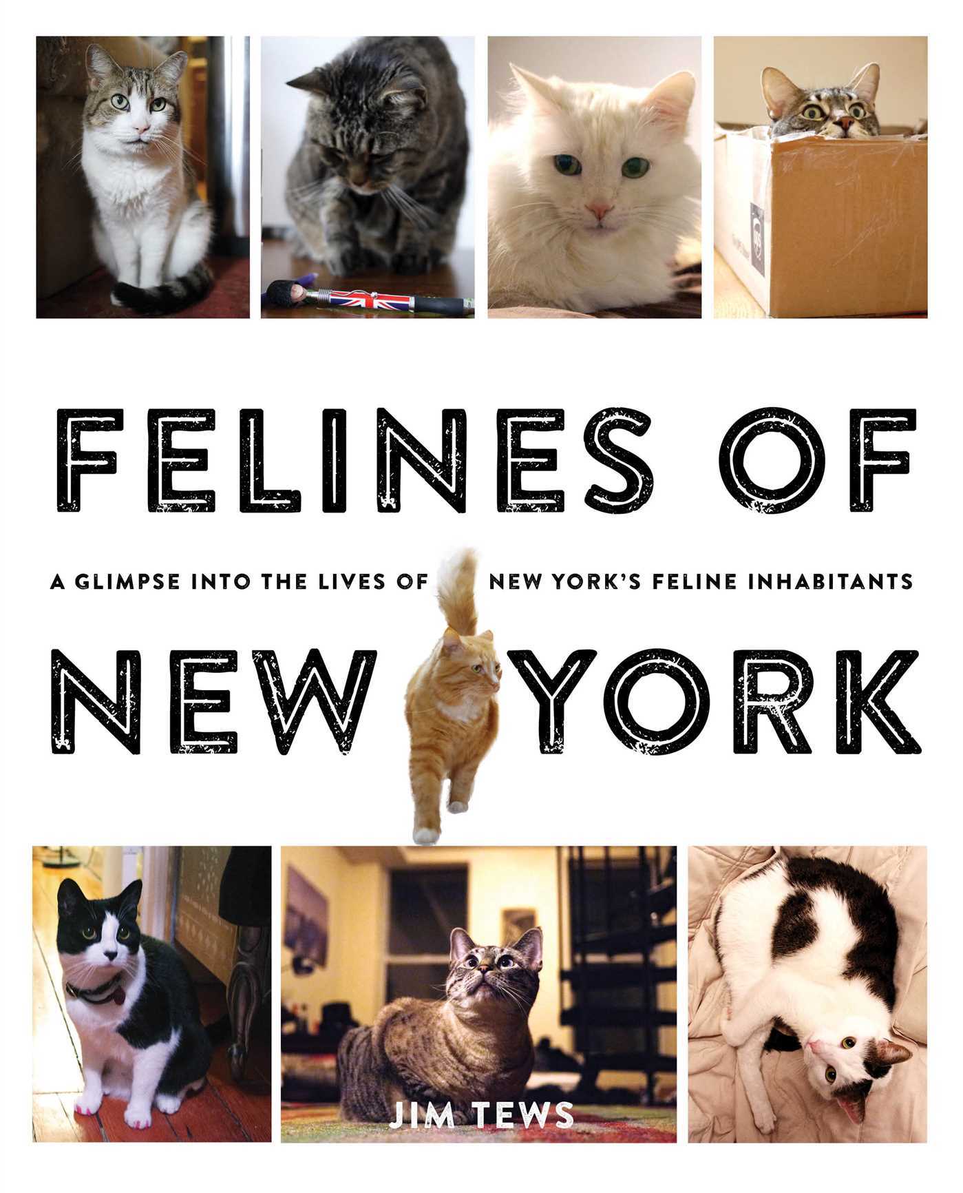 Felines of New York: A Glimpse Into the Lives of New York's Feline Inhabitants