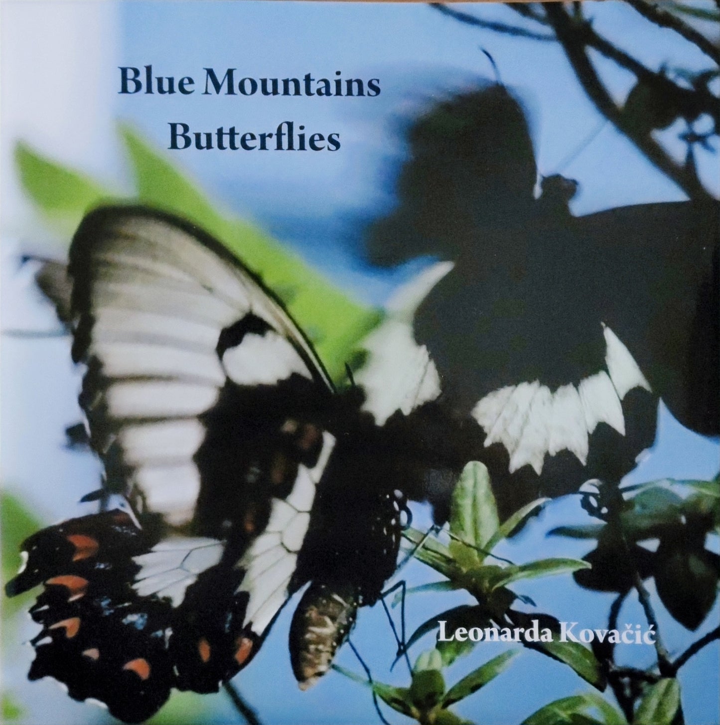 Blue Mountains Butterflies