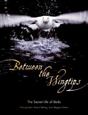 Between The Wingtips: The Secret Life of Birds